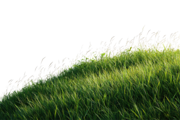 Lush Grassy Field