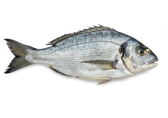 Fototapeta premium Isolated gilthead seabream on white background showing scales fins and eye detail in high resolution