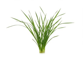 Fototapeta premium Isolated bunch of fresh chives with green stems and leaves on a plain white background in studio shot