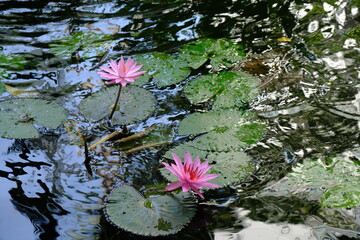 Nymphaea rubra is a pink to reddish species of water lily. water lily in tropical ponds.