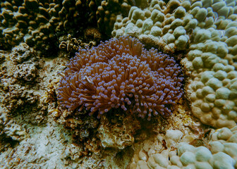 Fototapeta premium SCUBA DIVE THAILANDIA ISLAND KOH TAO KOH ROCK BEACH SNORKEL FLAG LONG BOAT