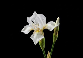Obraz premium Close up of a white iris flower with two buds against a stark black background studio shot