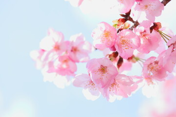 Obraz premium ピンクの陽光桜のクローズアップ 青空背景