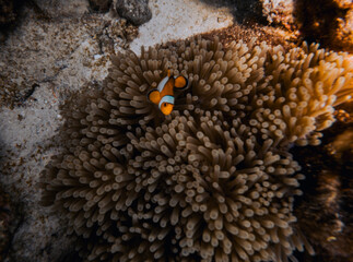 SCUBA DIVE THAILANDIA ISLAND KOH TAO KOH ROCK BEACH SNORKEL FLAG LONG BOAT