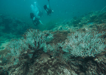 SCUBA DIVE THAILANDIA