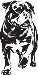 Rottweiler dog. Hand drawn vector illustration