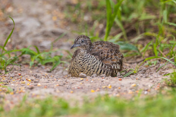 Barred Buttonquail, small bird looking for food on the ground.
