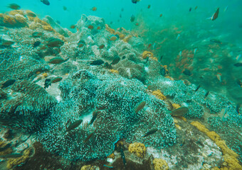 Fototapeta premium SCUBA DIVE THAILANDIA