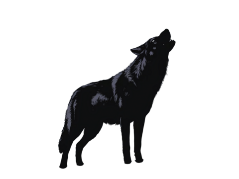 black wolf isolated on white