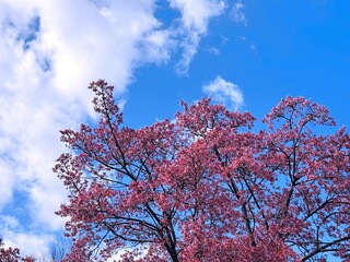桜