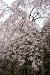 しだれ桜