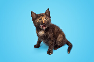 A cute fluffy kitten is playing and looking up at a blue background. Selective focus