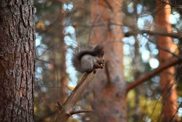 A grey squirrel sits on a branch and eats a nut in autumn. Selective focus.