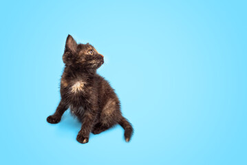 A cute fluffy kitten is playing and looking up at a blue background. Selective focus