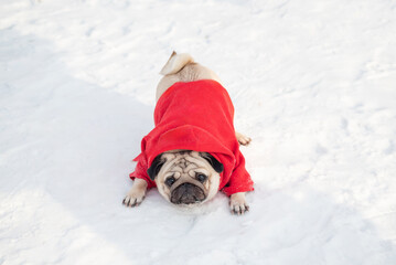 Cute funny pug plays on the white snow while walking in winter. Selective focus