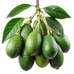 A Bunch of Fresh Green Avocados Hanging on the Branch with Lush Green Leaves