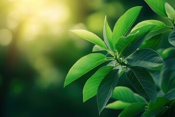 Obraz premium Bright green leaves on a small branch against a blurred sunlight background. Use it for nature, growth, health or environmentally themed projects.