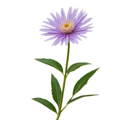  dahlia flower isolated on white