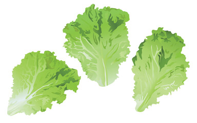 Bright green lettuce leaves illustration
