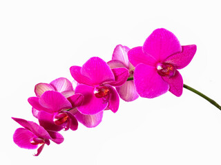  Red orchid on white background