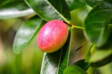 The red Berries in the Garden.