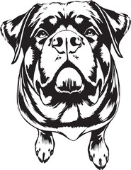 Rottweiler dog. Hand drawn vector illustration