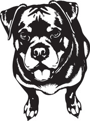 Rottweiler dog. Hand drawn vector illustration