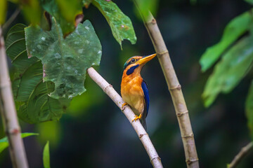 Rufous-collared Kingfisher on the branch in troical rainforest.