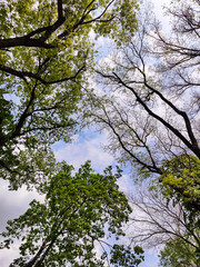 Looking Up through Tree Canopy. Frame of green foliage of tree branches against blue sky with clouds. Copy space. Selective focus.