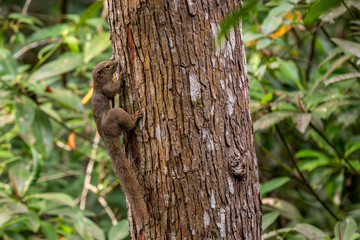 Plantain Squirrel - Callosciurus notatus, beautiful colored large squirel from Southeast Asian forests and woodlands, Singapore.
