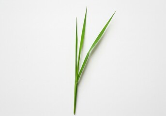 Fototapeta premium A close up of three blades of green grass against a plain white background in studio lighting