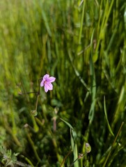 solitary pink-purple wildflower