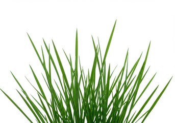 Fototapeta premium A close up view of fresh green grass blades against a bright white background in a studio shot