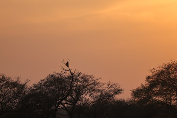 Golden hour silhouette of a bird perched on a tree branch, with soft sunlight highlighting its form against the sky. A peaceful moment capturing nature beauty in the fading light of the day at sunset