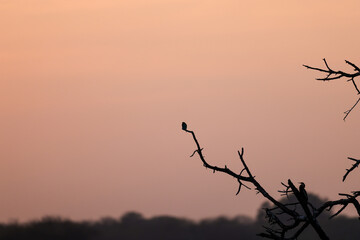 Golden hour silhouette of a bird perched on a tree branch, with soft sunlight highlighting its form against the sky. A peaceful moment capturing nature beauty in the fading light of the day at sunset