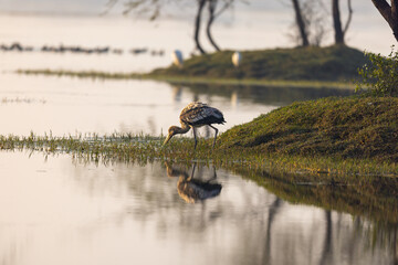 A painted stork wades through a pond, skillfully digging for fish with its long beak. Captured in action, this moment highlights the bird’s feeding behavior in its natural wetland habitat.