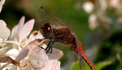Dragonfly damselfly turning its head on a white pink flower