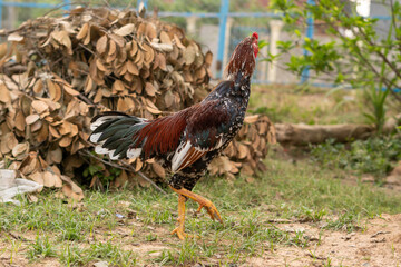 A red and white rooster, a farm animal and fowl, stands in the green grass