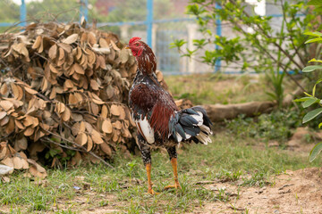 A red-combed cockerel, a free-range poultry bird, struts on the rural farm grass