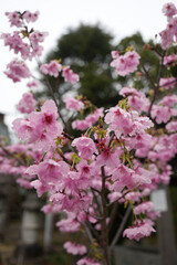Obraz premium 桜の花