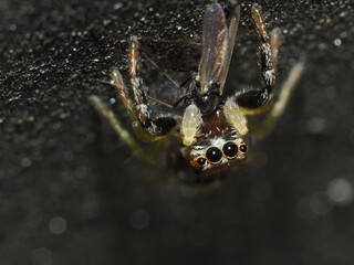 Macro shot of a spider eating a fly.