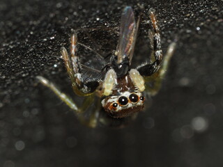 Macro shot of a spider eating a fly.