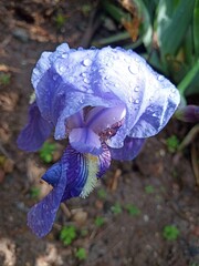 Purple iris flower on natural background