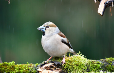 Weiblicher Kernbeisser