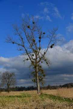 Baum mit Misteln