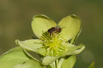 Hoverfly, Tapered Drone Fly, Eristalis pertinax on a flowering helleborus, buttercup or crowfoot family (Ranunculaceae). Spring, April, Netherlands