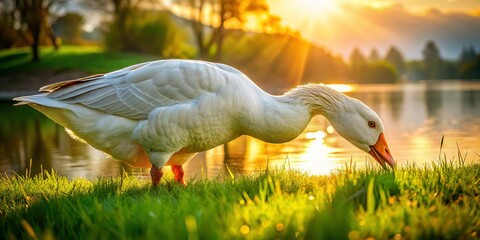 White Goose Grazing by River, Orange Beak and Legs, Green Grass