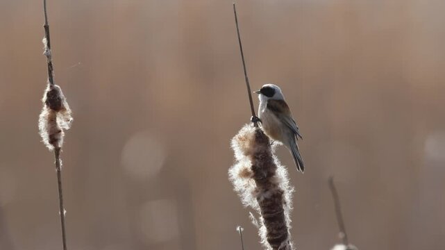 Eurasian penduline tit holds onto the seed head typha and and calls on a sunny spring day.