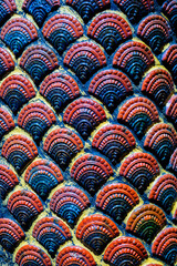 Closeup to dragon or serpent naga skin of statue at the temple.