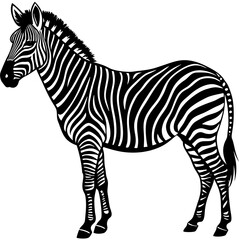 zebra isolated on white background